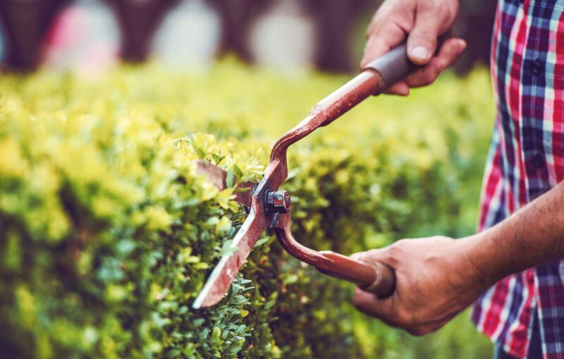 Man working in the garden, trimming hedge with pruning tools